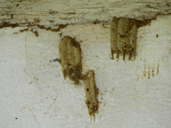 Trypargilum