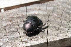 Geotrupes blackburnii