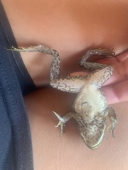 Lithobates catesbeianus