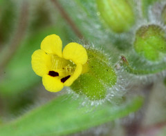 Mimetanthe pilosa