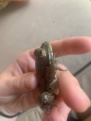 Lithobates catesbeianus