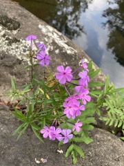Phlox carolina