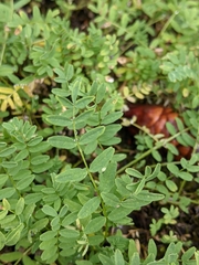 Astragalus bodinii