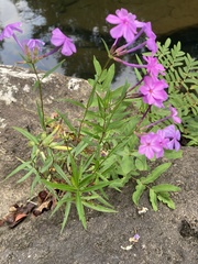 Phlox carolina