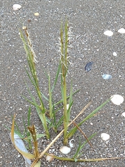 Sporobolus anglicus