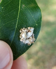 Insecta