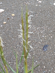 Sporobolus anglicus