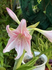 Hippeastrum reticulatum