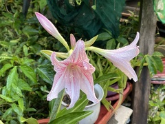 Hippeastrum reticulatum
