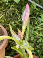 Hippeastrum reticulatum