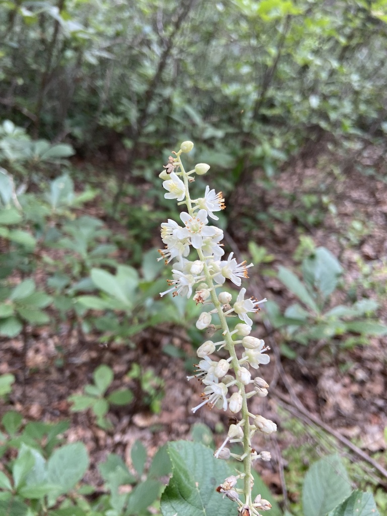 coastal pepperbush from Boiling Springs Rd, Lexington, SC, US on August