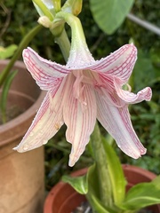 Hippeastrum reticulatum