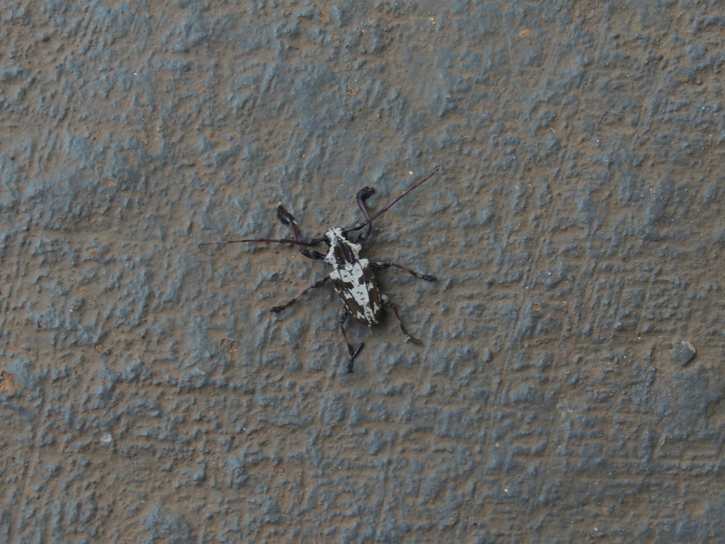 Steirastoma thunbergii