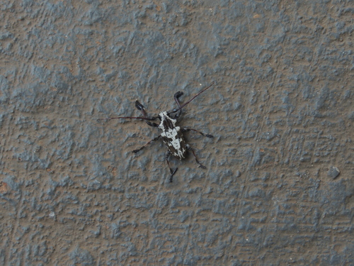 Steirastoma thunbergii