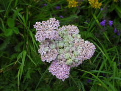 Achillea roseo-alba