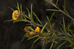 Pultenaea robusta