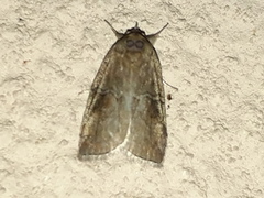Nycteola asiatica