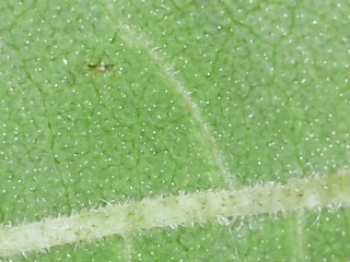 Image of Helianthus resinosus by no rights reserved
