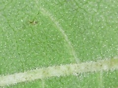 Helianthus resinosus