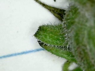 Image of Helianthus resinosus by no rights reserved