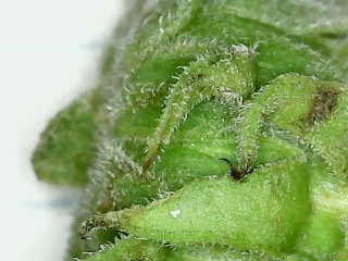 Image of Helianthus resinosus by no rights reserved