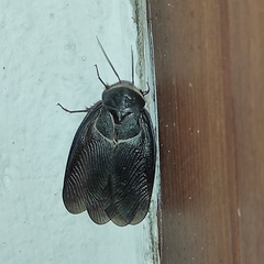 Polyphaga aegyptiaca