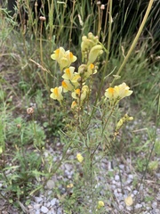 Linaria vulgaris
