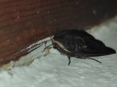 Polyphaga aegyptiaca