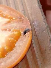 Diptera