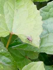 Diptera