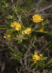 Pultenaea myrtoides