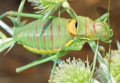 Steropleurus andalusius
