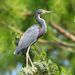 Tricolored Heron - Photo (c) Pete Followill, some rights reserved (CC BY-NC), uploaded by Pete Followill