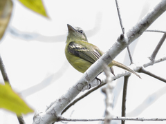 Tolmomyias sulphurescens