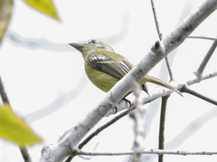 Tolmomyias sulphurescens