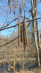 Alnus serrulata