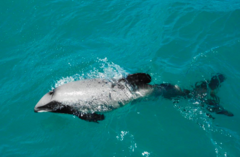 Hector's Dolphin photo 2