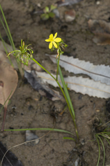 Tricoryne simplex