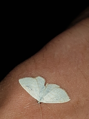 Idaea subsericeata