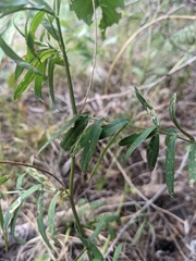 Astragalus eucosmus
