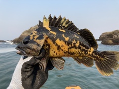 Sebastes chrysomelas