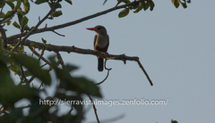 Halcyon leucocephala