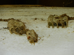 Trypargilum