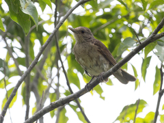 Turdus leucomelas
