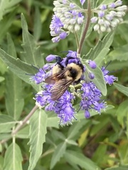 Bombus fervidus
