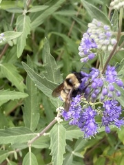 Bombus fervidus