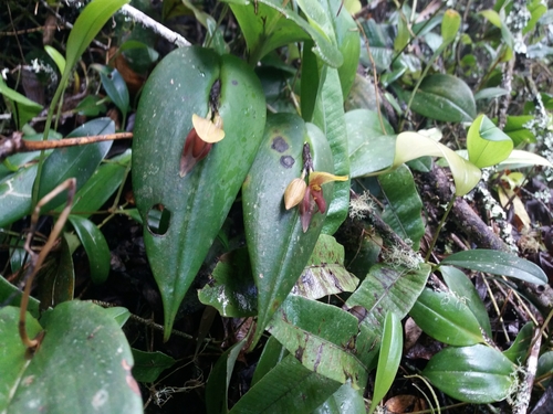 Image of Pleurothallis Adonis (Pleurothallis adonis) by (c) Camila Plata, some rights reserved (CC BY)