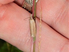 Dichomeris bipunctellus