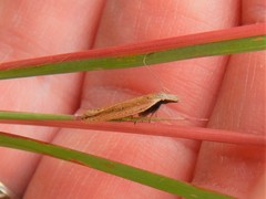 Dichomeris bipunctellus