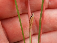 Dichomeris bipunctellus